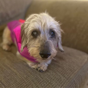 Meet your Posher, Lilly
